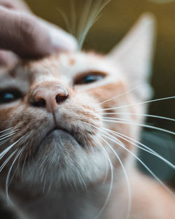 Close-up of cat looking away