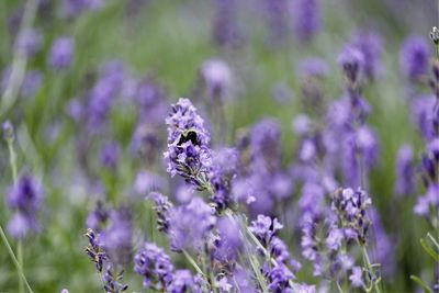 Close-up of insect on purple flowering plant