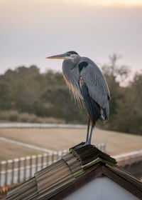 High angle view of gray heron perching on roof