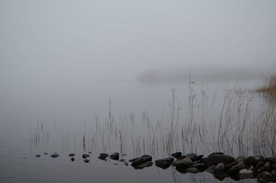 Birds in lake against sky