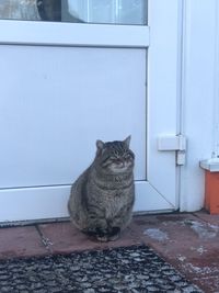 Portrait of a cat sitting on door