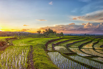 Scenic view of agricultural field against sky during sunset