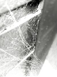 Close-up of spider web