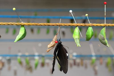 Close-up of butterfly on leaf