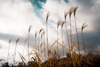 Low angle view of plants on field against cloudy sky