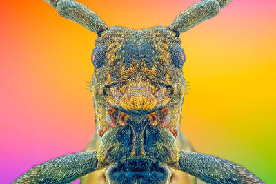 Extreme close-up of insect