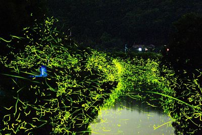 View of bird floating on water at night