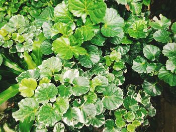 High angle view of green leaves on plant