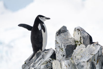 Chinstrap penguin perched on rocks waving flippers