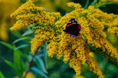 Close-up of butterfly on yellow flower