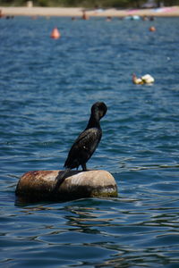 Duck swimming in lake