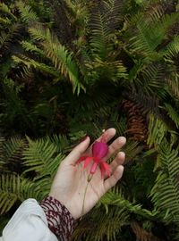 Close-up of cropped hand holding plant