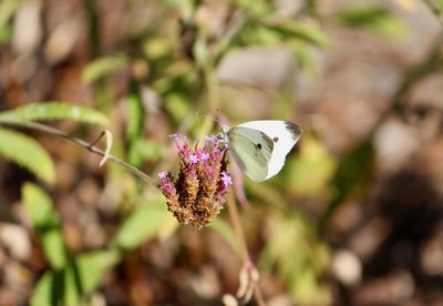 Close-up of butterfly on purple flower