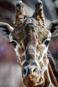 Giraffe filling the entire frame.