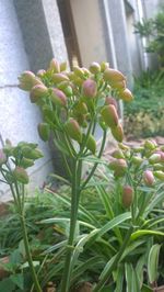 Close-up of flowers