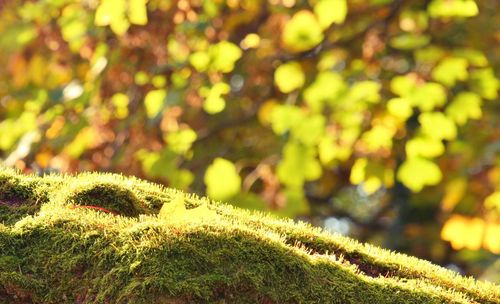 Close-up of moss growing on tree