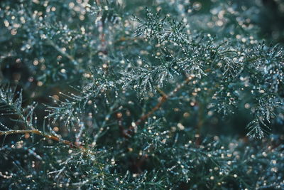 Close-up of frozen plants