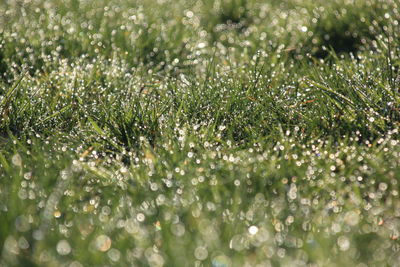 Full frame shot of wet plants on field