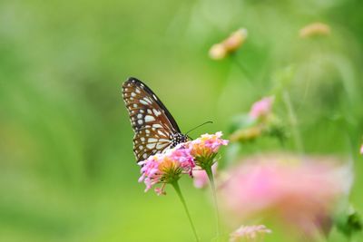 Close-up of butterfly pollinating on pink flower