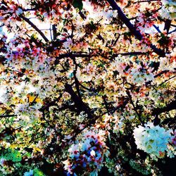 Low angle view of flowers on tree