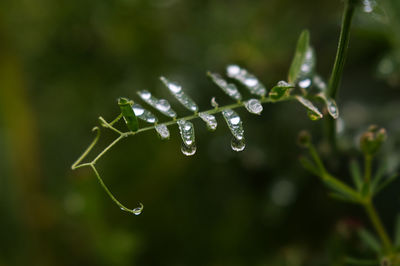 Close-up of water drops on plant