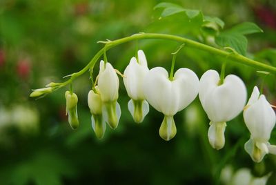 Close-up of white flowers