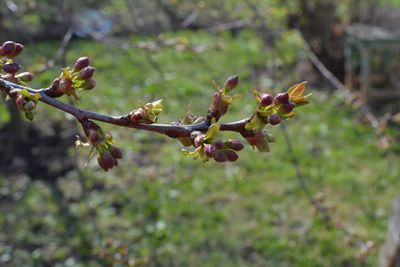 Close-up of flowering plant against blurred background