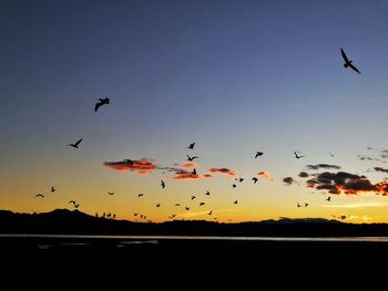 Birds flying in sky during sunset