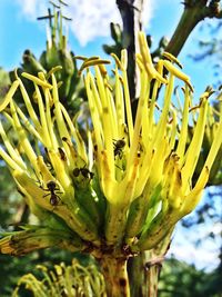 Close-up of yellow cactus growing outdoors