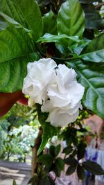 Close-up of white flowers