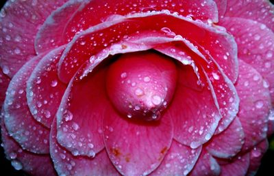 Close-up of pink rose