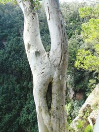 Close-up of tree trunk