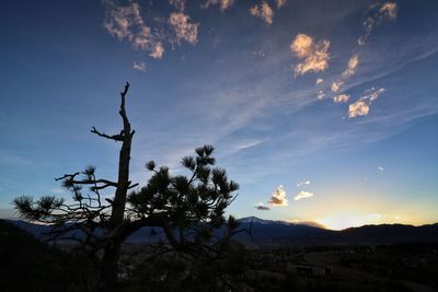 Tree against dramatic sky