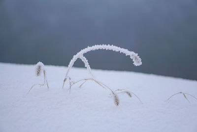 Close-up of insect on snow