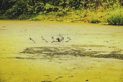 Birds in a lake