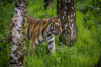 Cat in a forest