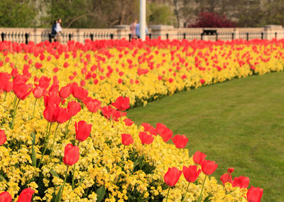 Red tulips in garden