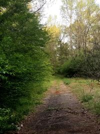 Footpath amidst trees in forest