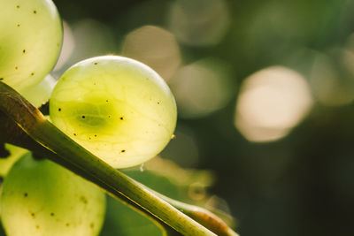 Close-up of grapes