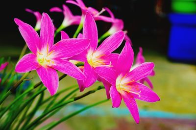 Close-up of pink flower