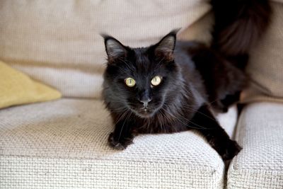 Portrait of black cat on sofa