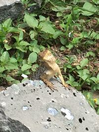 Close-up of bird on leaf