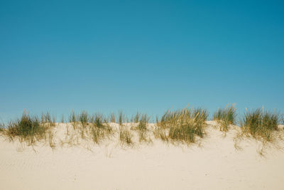Scenic view of grass on dune against clear blue sky