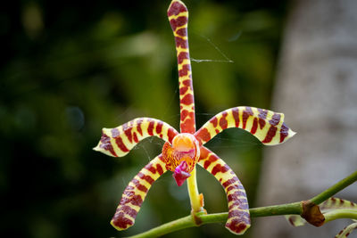 Organically grown orchids in a home garden