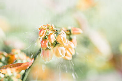 Close-up of red flowering plant