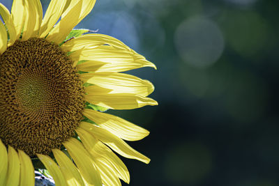 Half of a sunflower  back-lit with sunlight, with negative space with blue-green bokeh to the right.