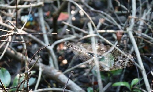 Close-up of spider web