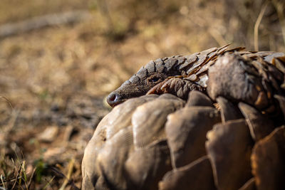 Close-up of a bird