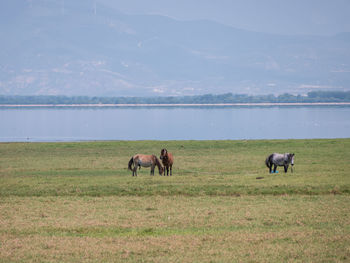 Horses in a field