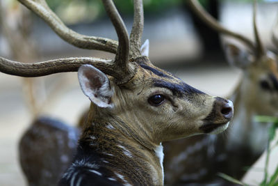 Close-up of deer